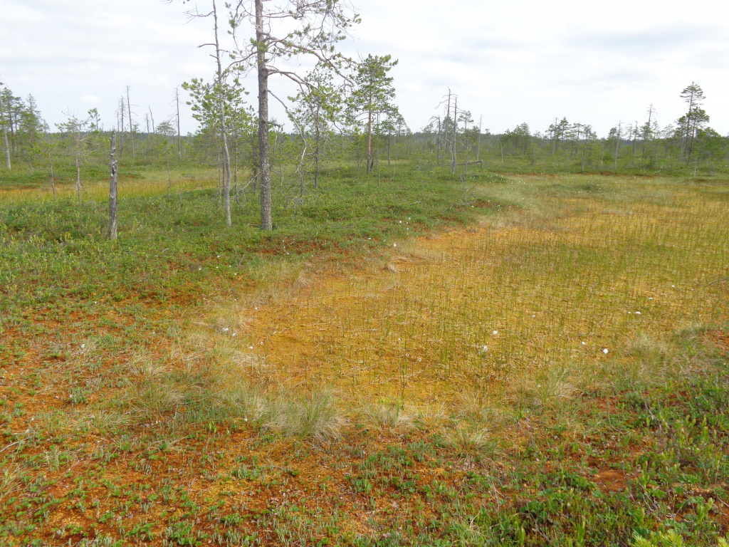 Олиготрофн сфагн_грядово-мочаж.jpg Олиготрофн сфагн_грядово-мочаж.jpg