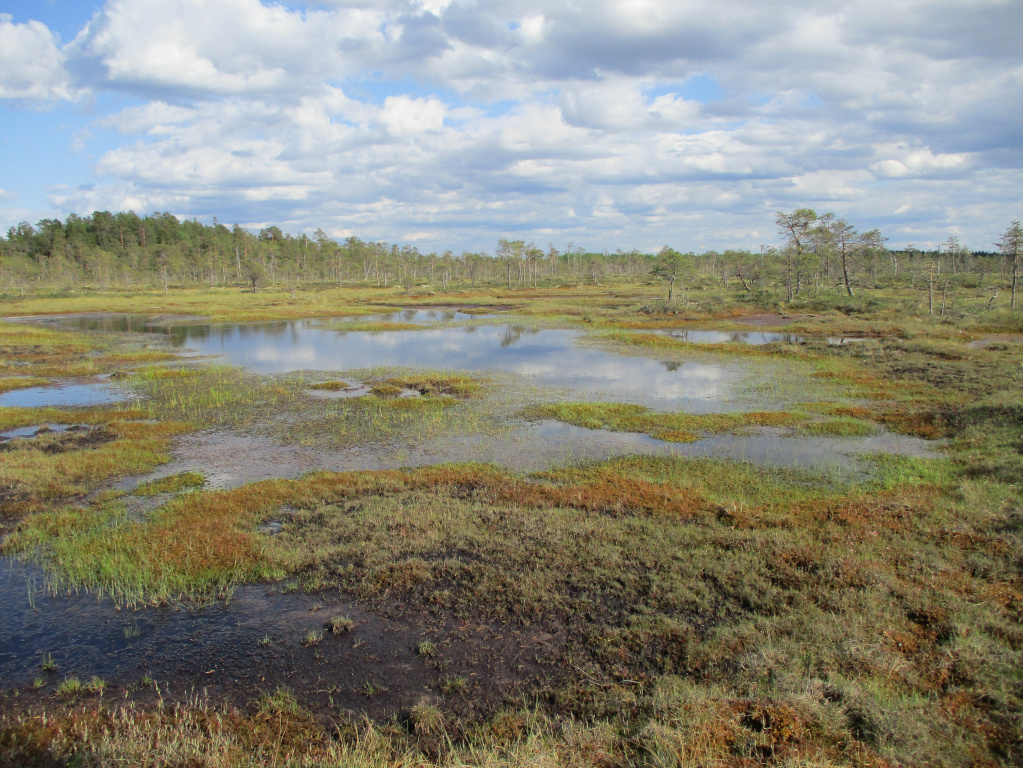 Дистрофное болото.JPG Дистрофное болото.JPG