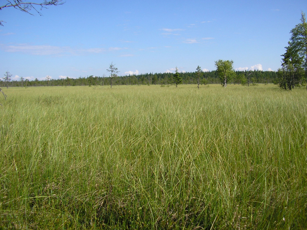 Переходное осоково-сфагновое.jpg Переходное осоково-сфагновое.jpg