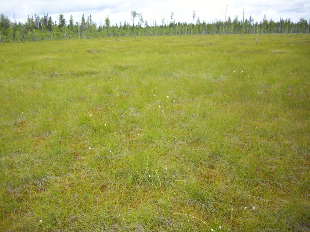 Верховое пушицево-сфагновое.jpg Верховое пушицево-сфагновое.jpg