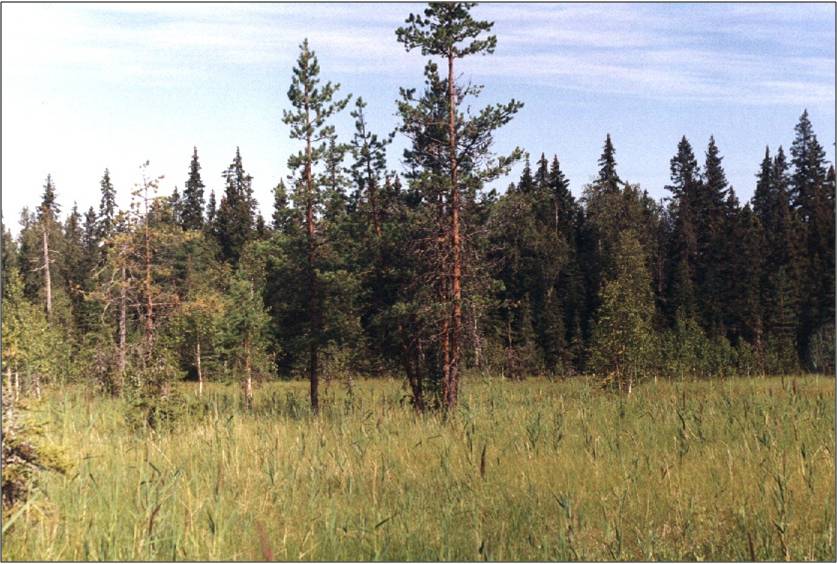 Мезоевтрофное травяно-моховое.jpg Мезоевтрофное травяно-моховое.jpg